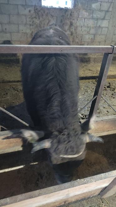 Коровы, быки: Продаю | Бык (самец) | На откорм | Привязанные — 2