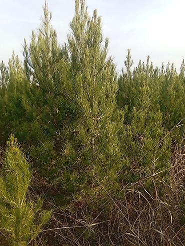 Tinglər: Şam (pine) tingləri – iynəyarpaq landşaft ağacı - Növ: Şam ağacı — 11