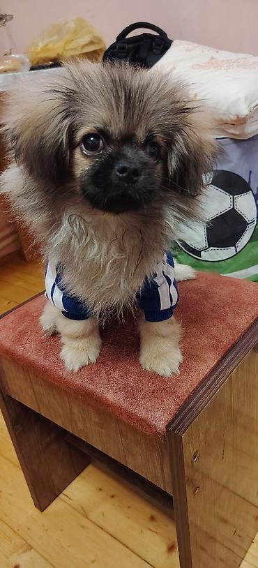 pomerian it: Pekines, 3 ay, Erkək, Peyvəndli, Ünvandan götürmə — 10