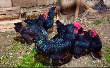 dekorativ toyuq: Toyuq, Australorp, Damazlıq, Ünvandan götürmə, Pulsuz çatdırılma, Ödənişli çatdırılma — 2