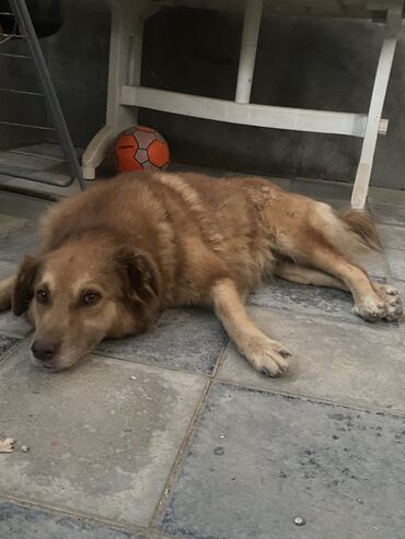 etibarlı əllərə it verilir: 5 il, Dişi
