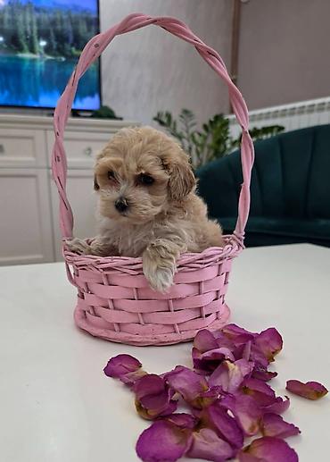 stenci maltezera: Preslatki maleni MALTIPOO stenci, spremni su za preuzimanje. Jako — 6