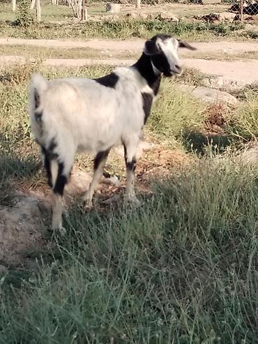 keci heyvan: Bu Qiymətə keci yoxdur 1 ana 2 bala 500 manata ana 1 ci qarin dogub — 1