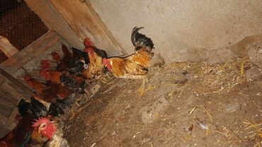 Xoruzlar: Məhsul: Yerli xoruz sürüsü Təsvir: - Şəkillərdə müxtəlif rəng və — 13