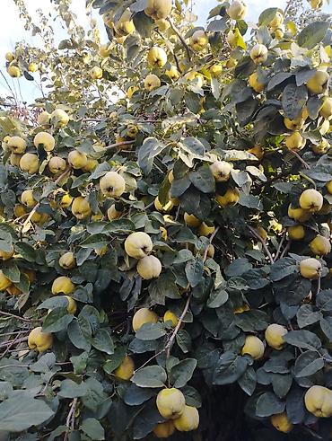 Мөмө-жемиштер: Айва свежая, жёлтая, ароматная - Сорт: крупноплодная айва — 4