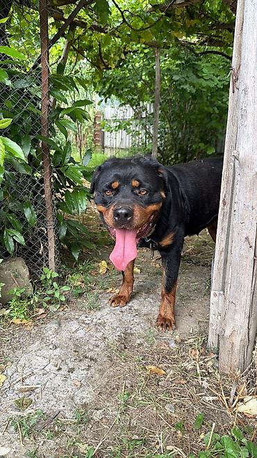 rottweiler satilir: Rotveyler, Peyvəndli — 1