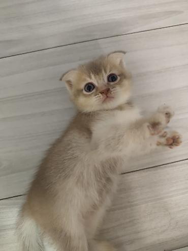Pişiklər: Şotland — 1