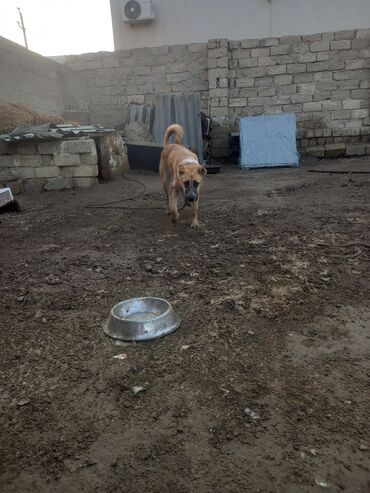 pekines dişi: Qurdbasar, 6 ay, Dişi