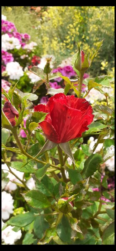 Şitillər: Məhsul: Gül kolları (gül fidanları) Təsvir: soyuqa davamlı 2 azn 3 — 1