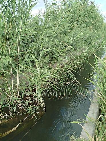 Продажа участков: 500 соток, Для сельского хозяйства, Красная книга — 5