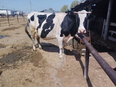 Коровы, быки: Продаю | Корова (самка) | Алатауская | Для молока | Стельные, Искусственник