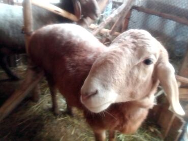 Козы, козлы: Продаю | Козлёнок | Для разведения — 10
