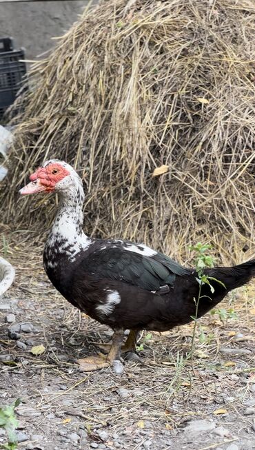 Ördəklər: Muscovy ördəyi (indoutka) – qarışıq qara-ağ lələklər, qırmızı karnizli — 3