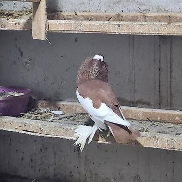 Göyərçinlər: Zövqlü dekorativ göyərçinlər dəsti - Nadir görünüşlü dekorativ — 10