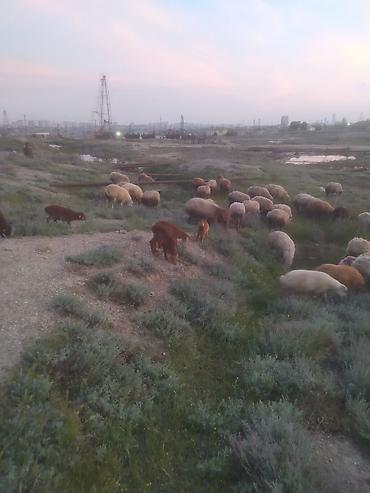 Qoyunlar, qoçlar: Qoyunlar — 2