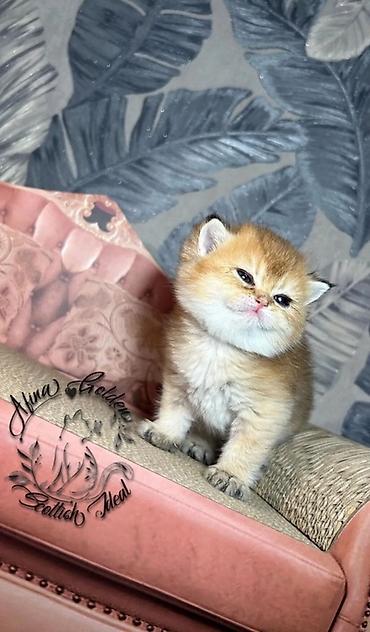Продажа кошек: Скотиш Фолд (Шотландская вислоухая), 1 месяц, Мальчик, Золотая шиншилла, Приучена к лотку — 14