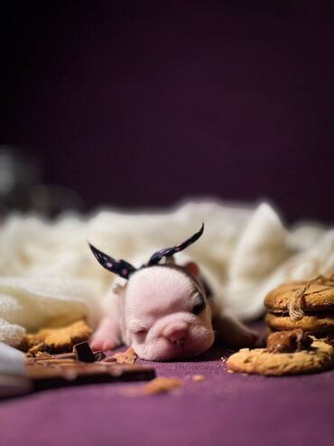 Psi: Predstavljamo VRHUNSKO leglo FRANCUSKOG BULDOGA od 3 prelepa dečaka i — 9