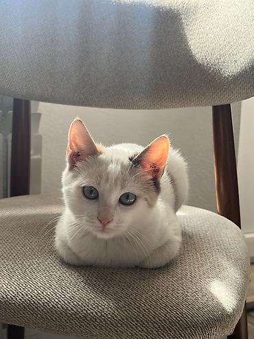 Табылган жана жоголгон мышыктар: 3 айлык, Ургаачы, Лотокко барууга үйрөтүлгөн, Курттардан тазаланган — 6