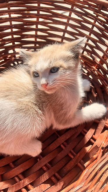 chi su: Котята очень милые и добрые, по имени Латте,Шекер и Карамелька — 1
