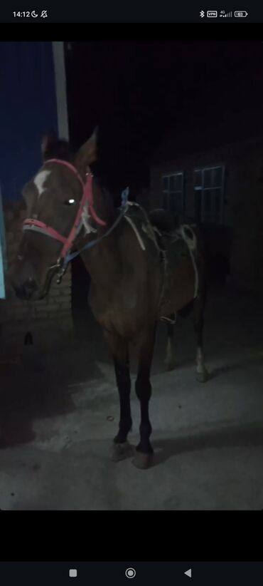 золотистый ретривер: Сатам | Байтал | Ат спорту