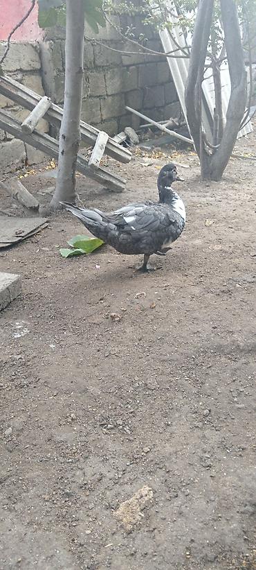 su donuzu: Musk ördək balaları (indo ducklings) - Cins: Musk (indo) ördək - — 4