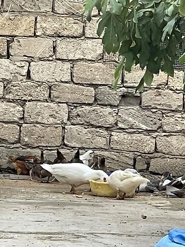 zvanok it type 0: Muscovy ördəkləri (indo-ördəklər) – müxtəlif rənglərdə sürü — 5