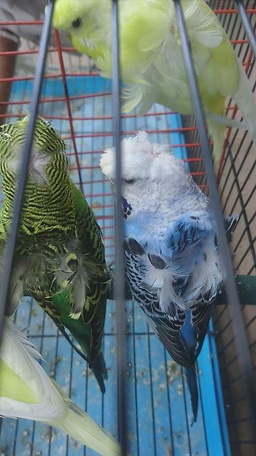 Tutuquşları: Yaponiclər cütü 50-60-70 azn
Bala verəndə var kəvən quşlarda — 2