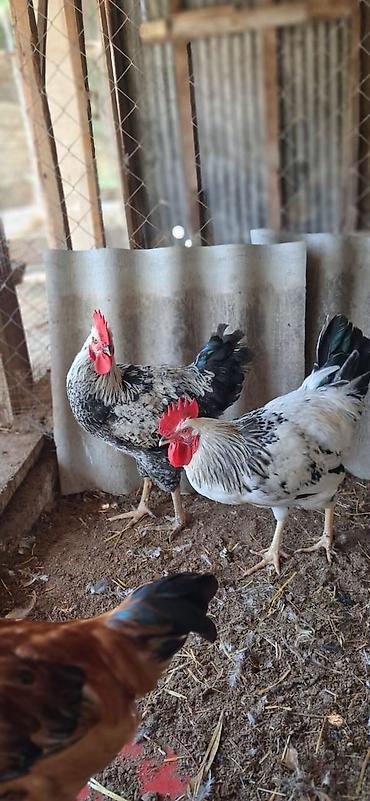Toyuq, Damazlıq lalafo.az -da Toyuq, Damazlıq