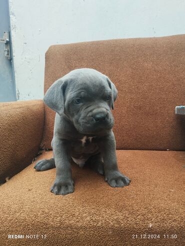 İtlər: Kane-Korso — 3