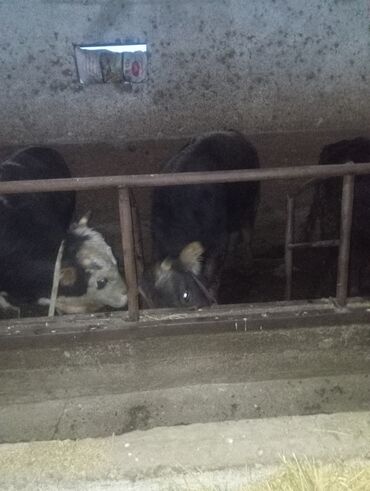 Коровы, быки: Продаю | Бык (самец) | На откорм | Привязанные — 5