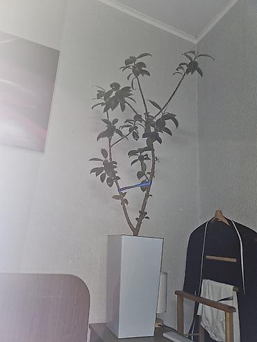 Бөлмө өсүмдүктөрү: Комнатные растения в горшках - Кливия (Clivia) — крупный куст с — 5