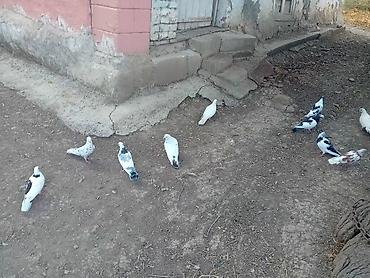 ləpə: 070 730 63 70 — 6