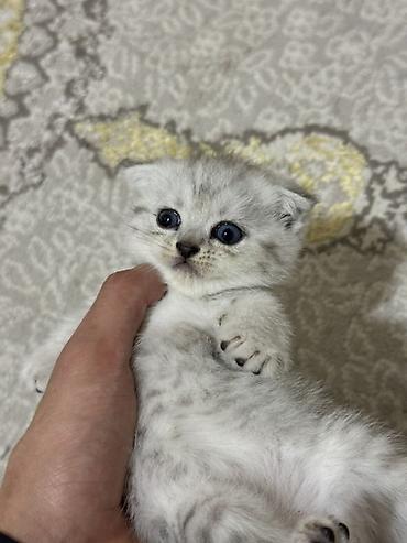 Кошки: Шиншилла, В добрые руки — 1