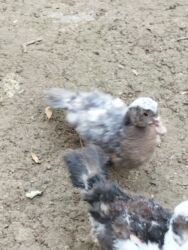 Digər quşlar: 8 ədəd lal ördək satılır.Unvan Biləsuvar .Qiymət 50 manat.2-3 aylıq — 5