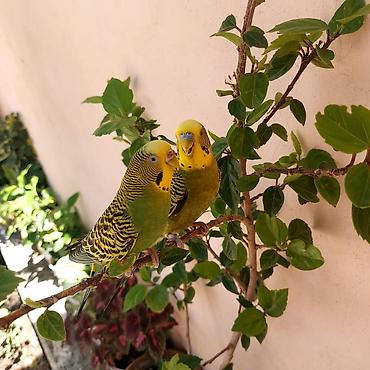 sevgi qusu: 🦜 Erkək və Dişi Cüt Dalğalı Tutuquşuları 🦜 Həyətdə belə uçub — 5
