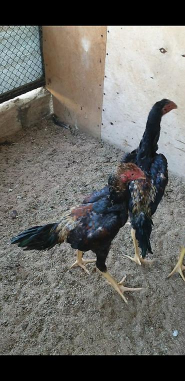 beçə: Təmiz alman qanı sarıbel Osaka şamo 3 aylıq beçələr, fərələr. Bir — 1