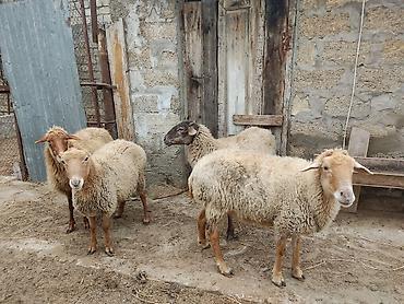 Qoyunlar, qoçlar: Dişi, il: 2 — 6