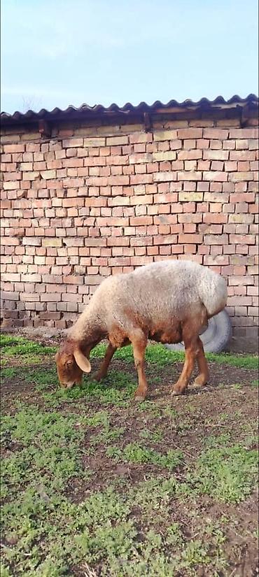 Баран, овца: Продаю | Баран (самец) | Для разведения — 7