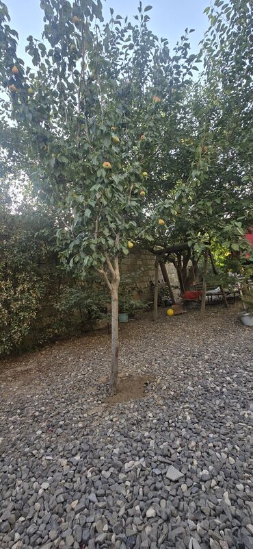 Həyət evləri və villaların satışı: 7 otaqlı, 200 kv. m, Orta təmir — 28