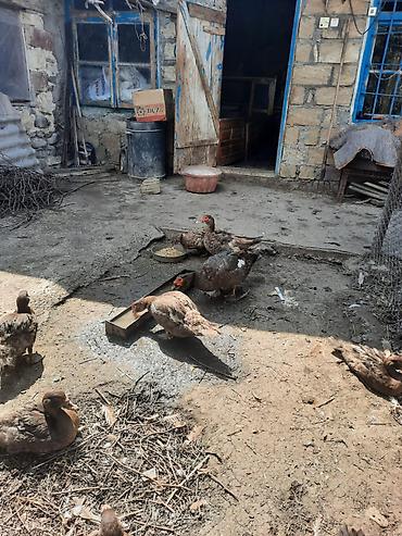 Digər quşlar: Salam 3 diçi bir ekek təmiz sort ördəklərdi — 3