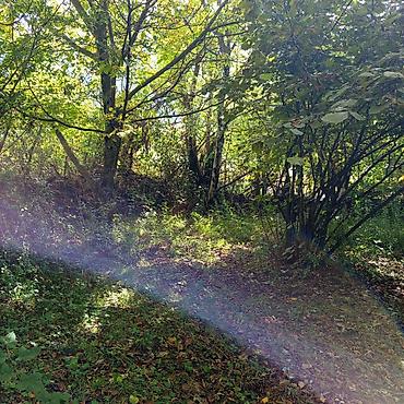 Torpaq sahələrinin satışı: 16 sot, Kənd təsərrüfatı, Makler, Kupça (Çıxarış) — 14