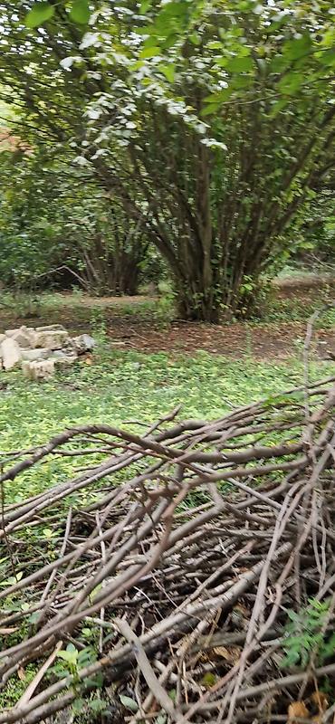 Torpaq sahələrinin satışı: 85 sot, Kənd təsərrüfatı, Mülkiyyətçi, Kupça (Çıxarış) — 12