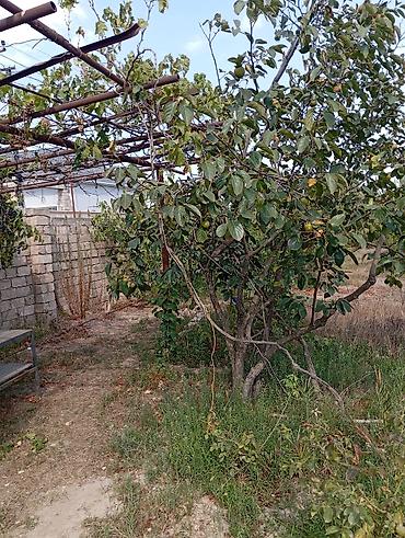 Məhsul: Xurma ağacı (şah­tut konstruksiyalı bağ sahəsində) Təsvir: -