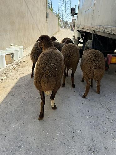 Quzu əti: Salam aleyküm 6 baş super erkey quzullar satllırkom285 mantadı. Tek — 3