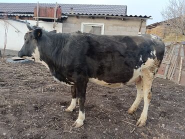 Коровы, быки: Продаю | Корова (самка) | Для молока | После отела — 9