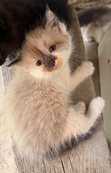 мышык арзан: Котята, помет из нескольких малышей разной окраски, все мальчики. ЖДУТ — 4