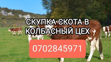 семиз тай сатылат: Сатып алам | Уйлар, букалар, Жылкылар, аттар, Башка а/ч жаныбарлары | Күнү-түнү, Бардык шартта, Союлган