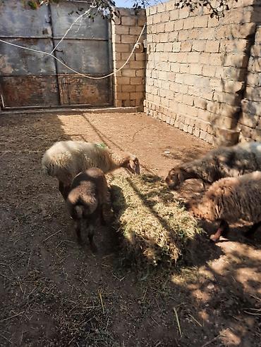 Məhsul: Qoyunlar (xırdabuynuzlu heyvanlar) Təsvir: - Şəkillərdə lalafo.az -da Məhsul: Qoyunlar (xırdabuynuzlu heyvanlar) Təsvir: - Şəkillərdə