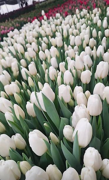 Букеты из живых цветов: 🌷 ТАКОЙ ЦЕНЫ В КЫРГЫЗСТАНЕ НЕТ 🌷 Голландские тюльпаны — 100 сом от 10 — 10