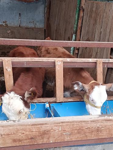 Продам с/х животных: Продаю | Бык (самец), Тёлка, Музоо, торпок | Герефорд, Симментальская, Монбельярд | На откорм, На забой, Для разведения | Племенные, Искусственник — 4